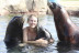 Cuidador de Leones Marinos en Aqua Natura Benidorm (Alicante)