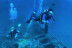 Curso de Iniciación al Buceo con Certificación PADI (Cabo de Palos, Murcia)