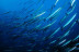 Curso de Iniciación al Buceo con Certificación PADI (Cabo de Palos, Murcia)