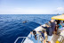 Dolphin Experience: Navegación con Avistamiento de Delfines (Mallorca)