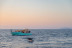 Dolphin Experience: Navegación con Avistamiento de Delfines (Mallorca)