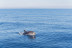 Dolphin Experience: Navegación con Avistamiento de Delfines (Mallorca)