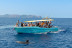 Dolphin Experience: Navegación con Avistamiento de Delfines (Mallorca)