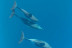 Paseo en Barco con Avistamiento de Delfines, Snorkel y Bebidas (Benalmádena, Málaga)