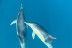 Paseo en Barco con Avistamiento de Delfines, Snorkel y Bebidas (Benalmádena, Málaga)