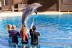 Encuentro con Delfines en Selwo Marina Delfinarium (Málaga)