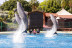 Encuentro con Delfines en Selwo Marina Delfinarium (Málaga)