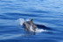 Dolphin Trip: Avistamiento de Delfines en Barco (Fuengirola, Málaga)