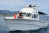 Dolphin Trip: Avistamiento de Delfines en Barco (Fuengirola, Málaga)
