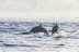 Dolphin Trip: Avistamiento de Delfines en Barco (Fuengirola, Málaga)