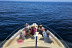 Dolphin Trip: Avistamiento de Delfines en Barco (Fuengirola, Málaga)