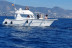 Dolphin Trip: Avistamiento de Delfines en Barco (Fuengirola, Málaga)