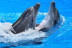 Pasaporte Animalia: Encuentro con Delfines y Leones Marinos con Entrada al Oceanogràfic (Valencia)
