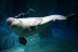 Pasaporte Animalia: Encuentro con Delfines y Leones Marinos con Entrada al Oceanogràfic (Valencia)