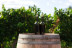 Desayuno y Visita Completa a Bodega con Degustación y Cata de Vinos en Bodega Miquel J. Jané (Barcelona)