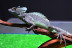Discovery Reptiles: Visita Interactiva para ver Reptiles y Artrópodos y Entrada a Terra Natura (Benidorm, Alicante)