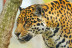 Discovery Reptiles: Visita Interactiva para ver Reptiles y Artrópodos y Entrada a Terra Natura (Benidorm, Alicante)