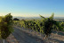 Visita a Bodega Dominio Lubiano con Cata de 3 Vinos y Aperitivo (Pesquera de Duero, Valladolid)