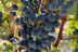 Visita a Bodega Dominio Lubiano con Cata de 3 Vinos y Aperitivo (Pesquera de Duero, Valladolid)
