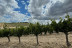 Visita a Bodega Dominio Lubiano con Cata de 3 Vinos y Aperitivo (Pesquera de Duero, Valladolid)