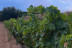 Visita a Bodega y Cata de Vino en Bodegas Dominio Maestrazgo (Alcorisa, Teruel)