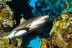 Dormir con Tiburones en L'Aquàrium de Barcelona (Barcelona)
