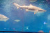 Dormir con Tiburones en L'Aquàrium de Barcelona (Barcelona)