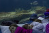 Dormir con Tiburones en el Oceanogràfic (Valencia)