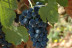 In Malleolus Veritas: Visita a Bodega, Aperitivo y Cata Premium de Vino en Bodegas Emilio Moro (Pesquera de Duero, Valladolid)