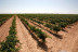 Visita a Bodegas Castiblanque con Cata de Vino y Comida (Campo de Criptana, Ciudad Real)