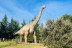 Oferta: Entrada a El Bosque Encantado y Dinolandia (Madrid)