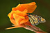 Entrada a Mariposario de Benalmádena (Málaga)