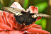 Entrada a Mariposario de Benalmádena (Málaga)
