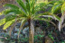 Entrada al Parque del Drago (Icod de los Vinos, Santa Cruz de Tenerife)