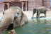 Entrada Combinada a Terra Natura y a Aqua Natura (Benidorm, Alicante)