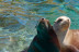Entrada Combinada a Terra Natura y a Aqua Natura (Benidorm, Alicante)