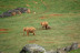 Entradas al Parque de la Naturaleza de Cabárceno y Telecabina (Obregón, Cantabria)