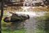 OFERTA: Entradas al Bioparc Fuengirola (Málaga)
