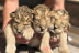 Entradas al Safari Aitana (Penáguila, Alicante) 