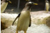 Visita VIP: Encuentro con Pingüinos en Selwo Marina (Málaga)
