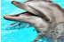 Entrada All Inclusive VIP: Entrada a Selwo Marina, Encuentro con Delfines, Comida y Bebida (Málaga)