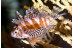 Entradas a Atlantis Aquarium (Madrid)