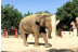 Entradas al Zoo Aquarium de Madrid (Madrid)