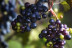 Escapada en Hotel Can Alemany y Visita a la Celler Kripta con Degustación para dos (Barcelona)