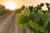 Escapada en Hotel Can Alemany con Visita a Bodega y Cata de 3 Cavas para dos (Barcelona)