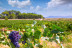 Escapada con Cena en Casa Rural El Atroje y Visita a Viñedos y Bodega Vera de Estenas con Cata y Aperitivos para dos (Cuenca / Valencia)