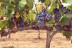 Escapada Enológica de 2 Noches con Visita a Bodegas Mayo Garcia para dos (Castellón)