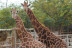Escapada en Sercotel JC1 Murcia 4* y Entrada a Terra Natura y a Aqua Natura (Murcia)