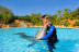Dolphin Emotions Premium: Nadar con Delfines y Entrada a Zoomarine (Portugal)