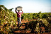 Escapada en Hotel Bodega El Moral 4* con Visita guiada a Bodega las Encomiendas y Degustación de Vinos (Ribera del Fresno, Badajoz)